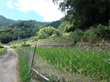 中立川(なかたづかわ)の棚田