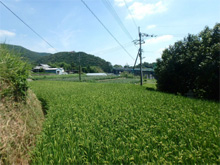 西の岡の棚田 西の岡の棚田