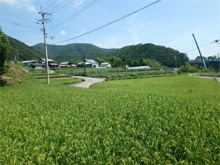 西の岡の棚田 西の岡の棚田