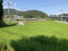 西の岡(にしのおか)の棚田