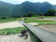 西大谷(にしおおたに)の棚田 西大谷(にしおおたに)の棚田