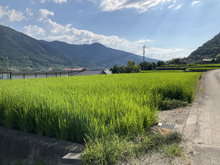 西州津(にししゅうづ)の棚田