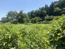 信正(のぶまさ)の棚田