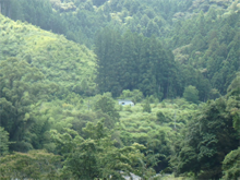 小川口(おがわくち)の棚田