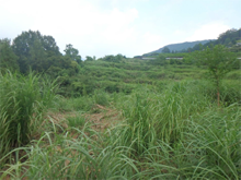 岡地区(おかちく)の棚田