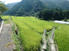 奥日開谷(おくひがいだに)の棚田 奥日開谷(おくひがいだに)の棚田