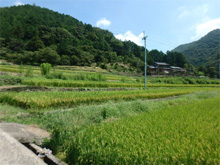奥日開谷(おくひがいだに)の棚田 奥日開谷(おくひがいだに)の棚田