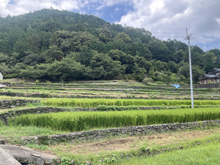 奥日開谷(おくひがいだに)の棚田