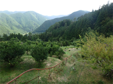 大明地(おおみょうじ)の棚田