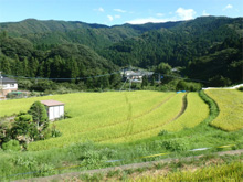 佐野高毛(さのこうげ)の棚田