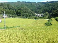 佐野高毛(さのこうげ)の棚田