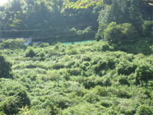 佐野境谷(さのさかいだに)の棚田 佐野境谷(さのさかいだに)の棚田