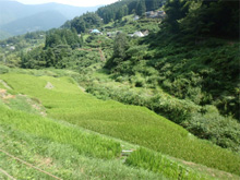 下影(しもかげ)の棚田