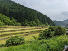 新発谷(しんぼちだに)の棚田 新発谷(しんぼちだに)の棚田
