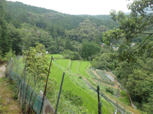 塩深神子屋敷(しおふかかみこやしき)の棚田