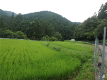 塩深神子屋敷(しおふかかみこやしき)の棚田