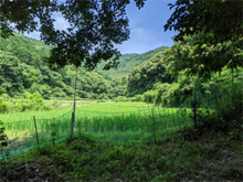 田井(たい)の棚田 田井(たい)の棚田