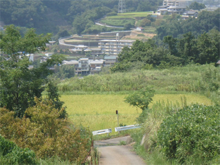 天皇(てんのう)の棚田