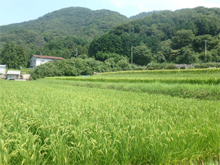 天皇(てんのう)の棚田