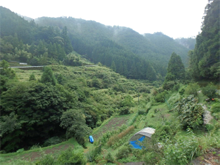当山(とうやま)の棚田