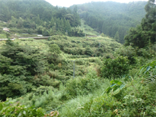 当山(とうやま)の棚田