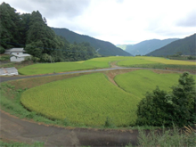 八重地(やえじ)の棚田