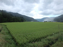 八重地(やえじ)の棚田