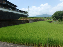 山の上(やまのうえ)の棚田