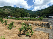 与川内(よがわうち)の棚田 与川内(よがわうち)の棚田