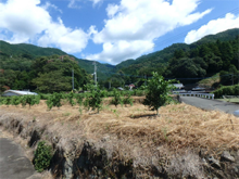 与川内(よがわうち)の棚田