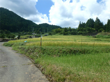横峰(よこみね)の棚田 横峰(よこみね)の棚田