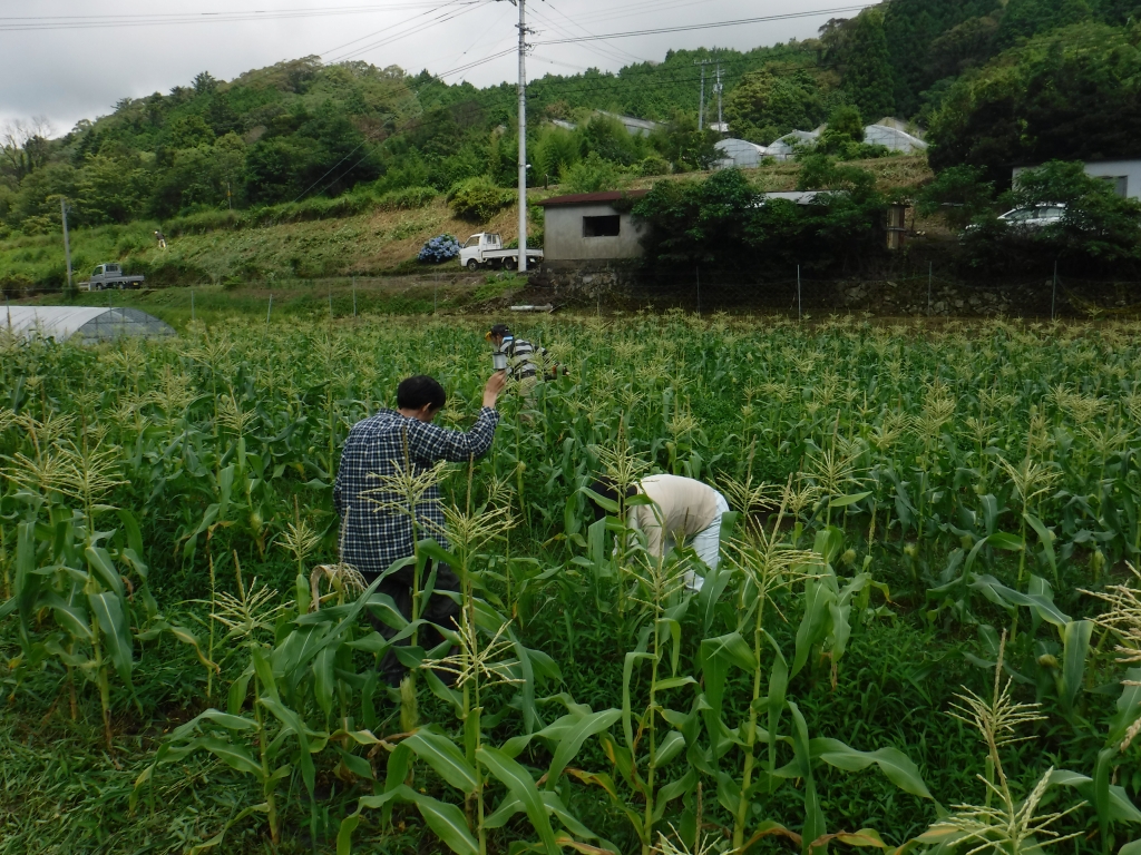 スイートコーンの鳥よけ用のひも張り