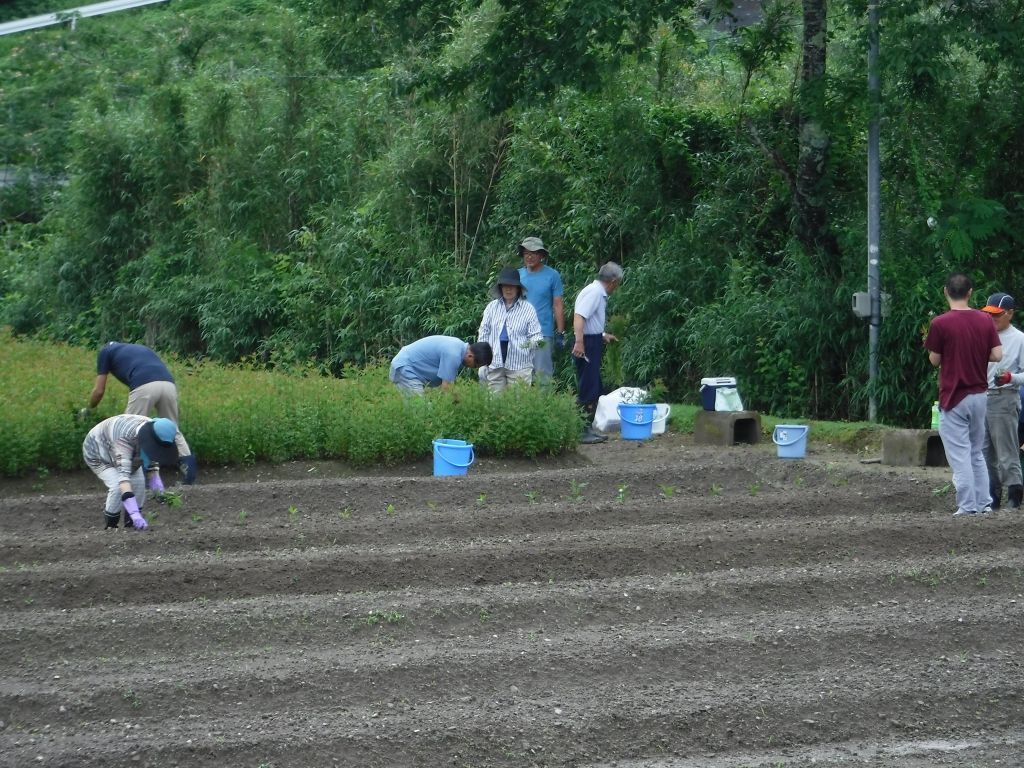 フジバカマの挿し木作業