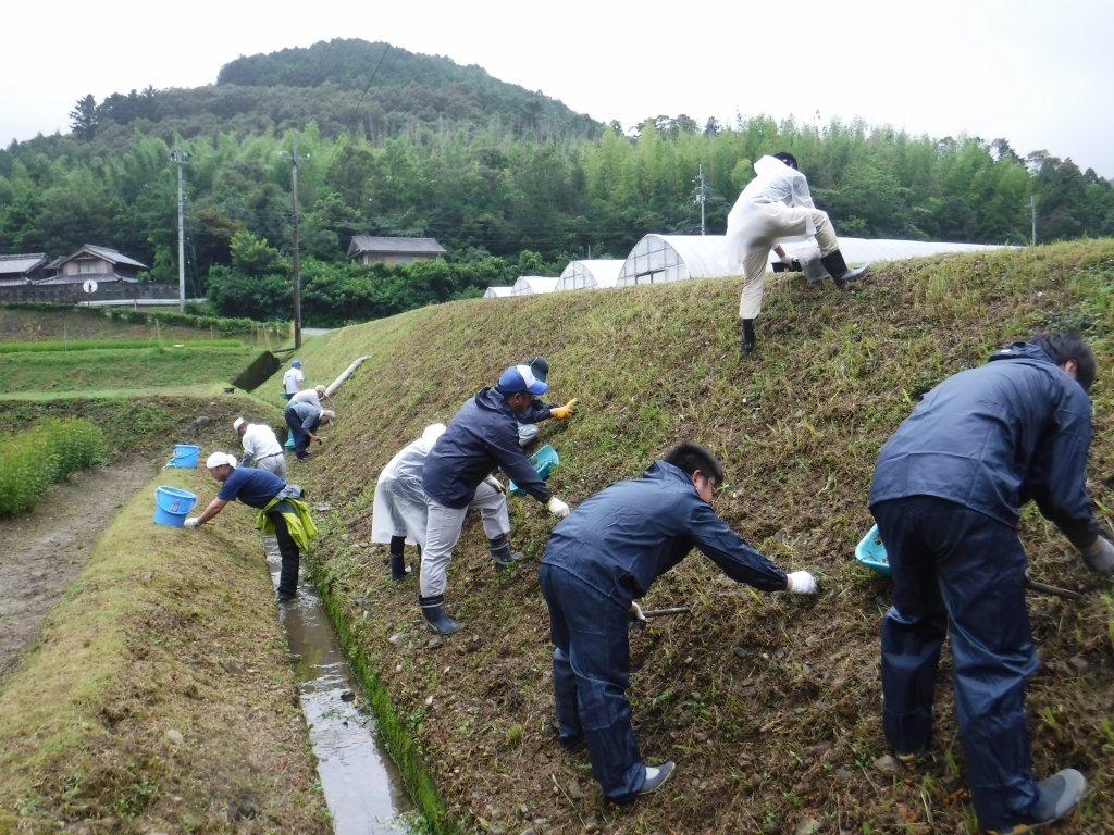 彼岸花の球根の植え付け作業