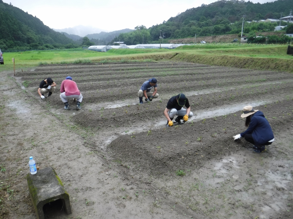 フジバカマ畑の除草作業