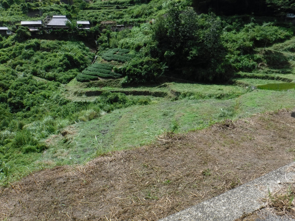 作業後の棚田