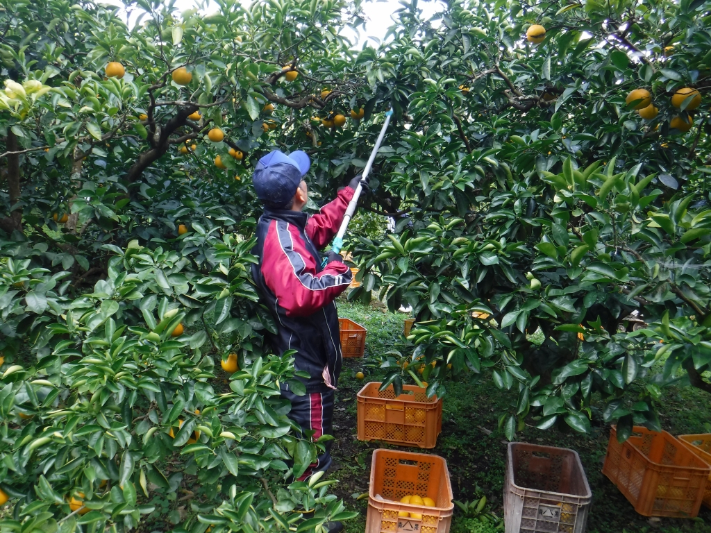 収穫作業1日目