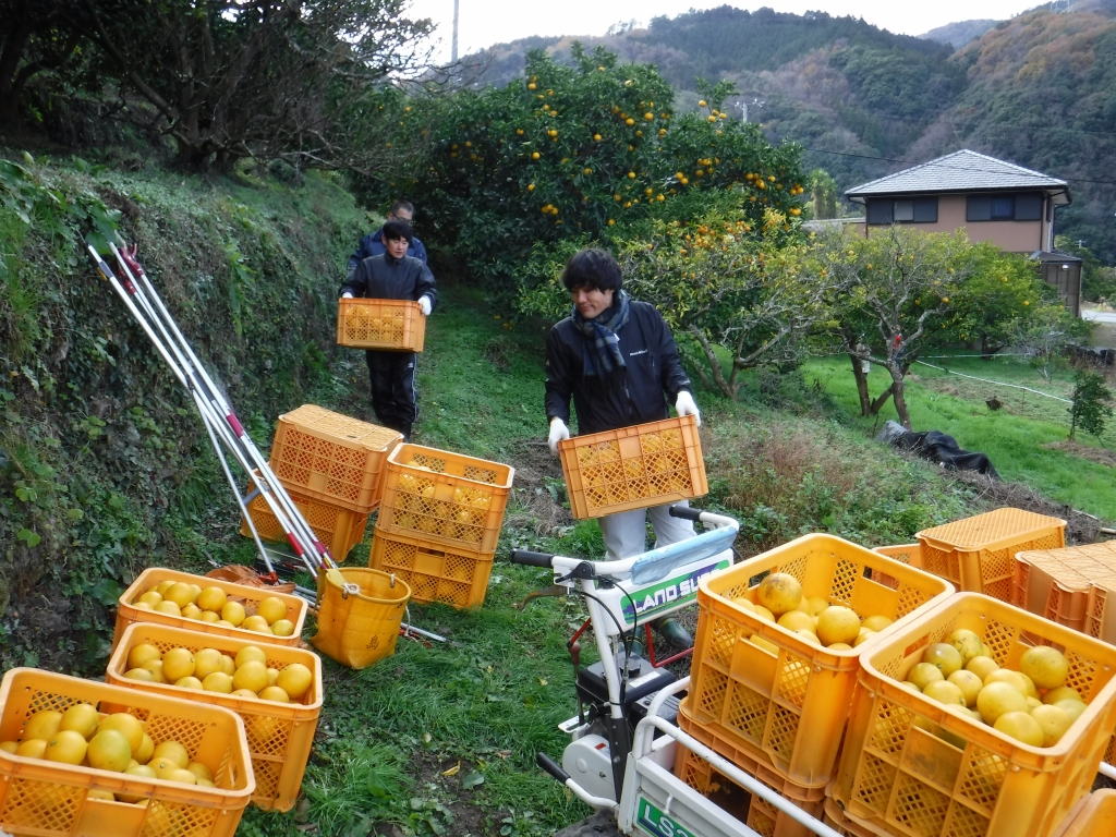 収穫作業1日目