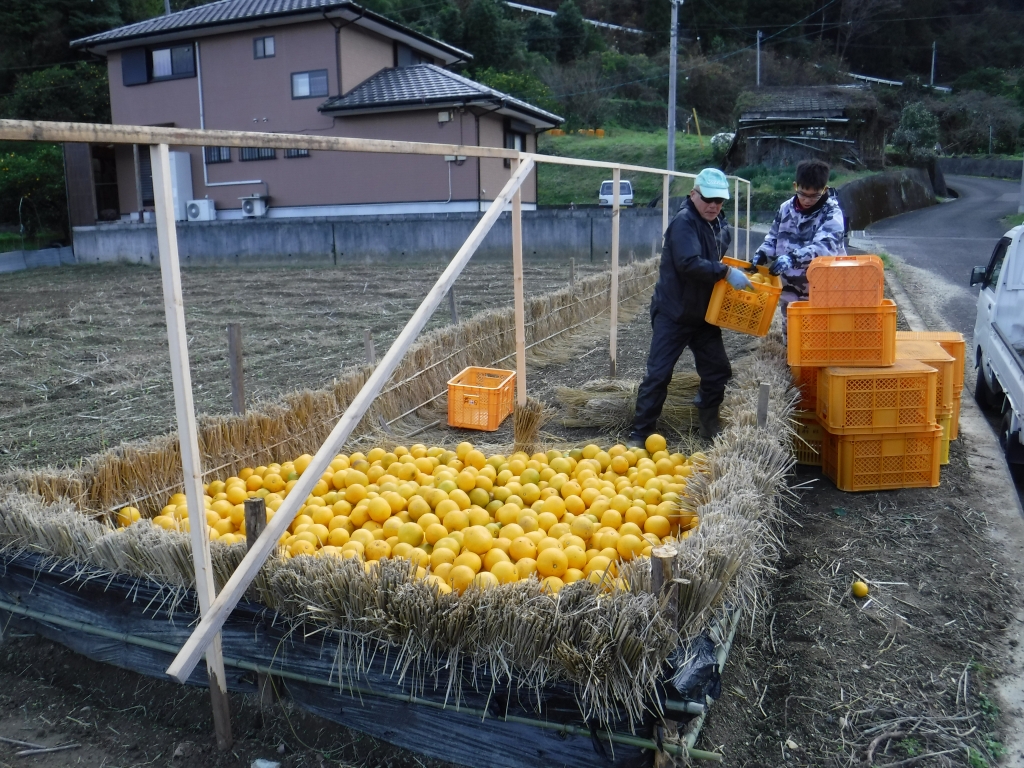 収穫作業1日目