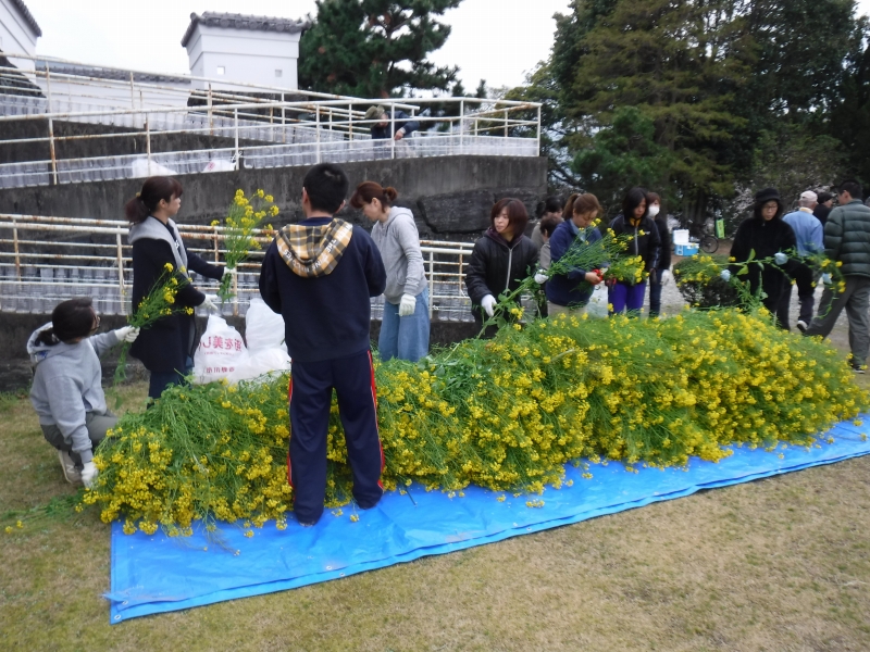 菜の花を使ってお城を飾り付け