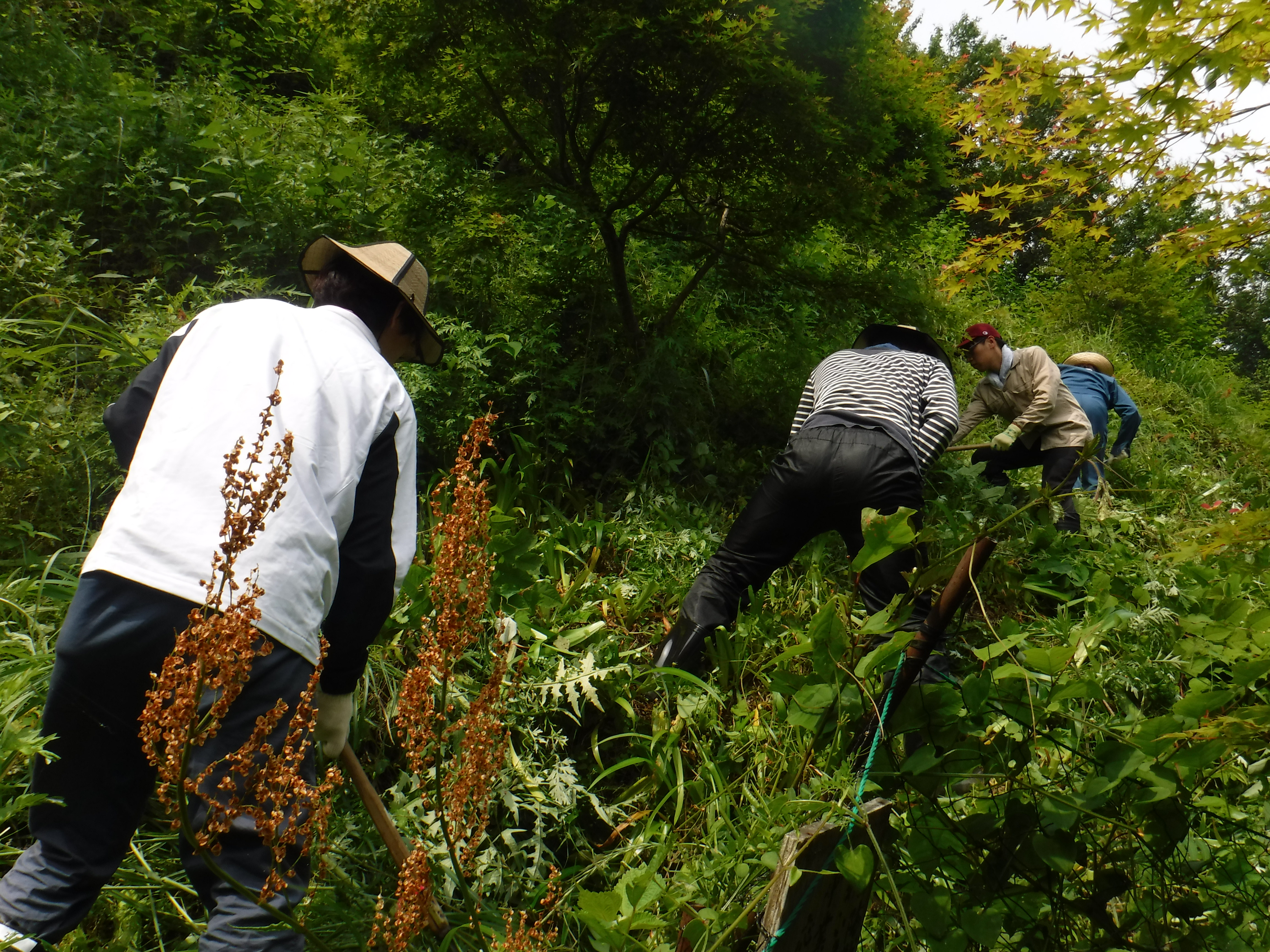 除草作業の様子1