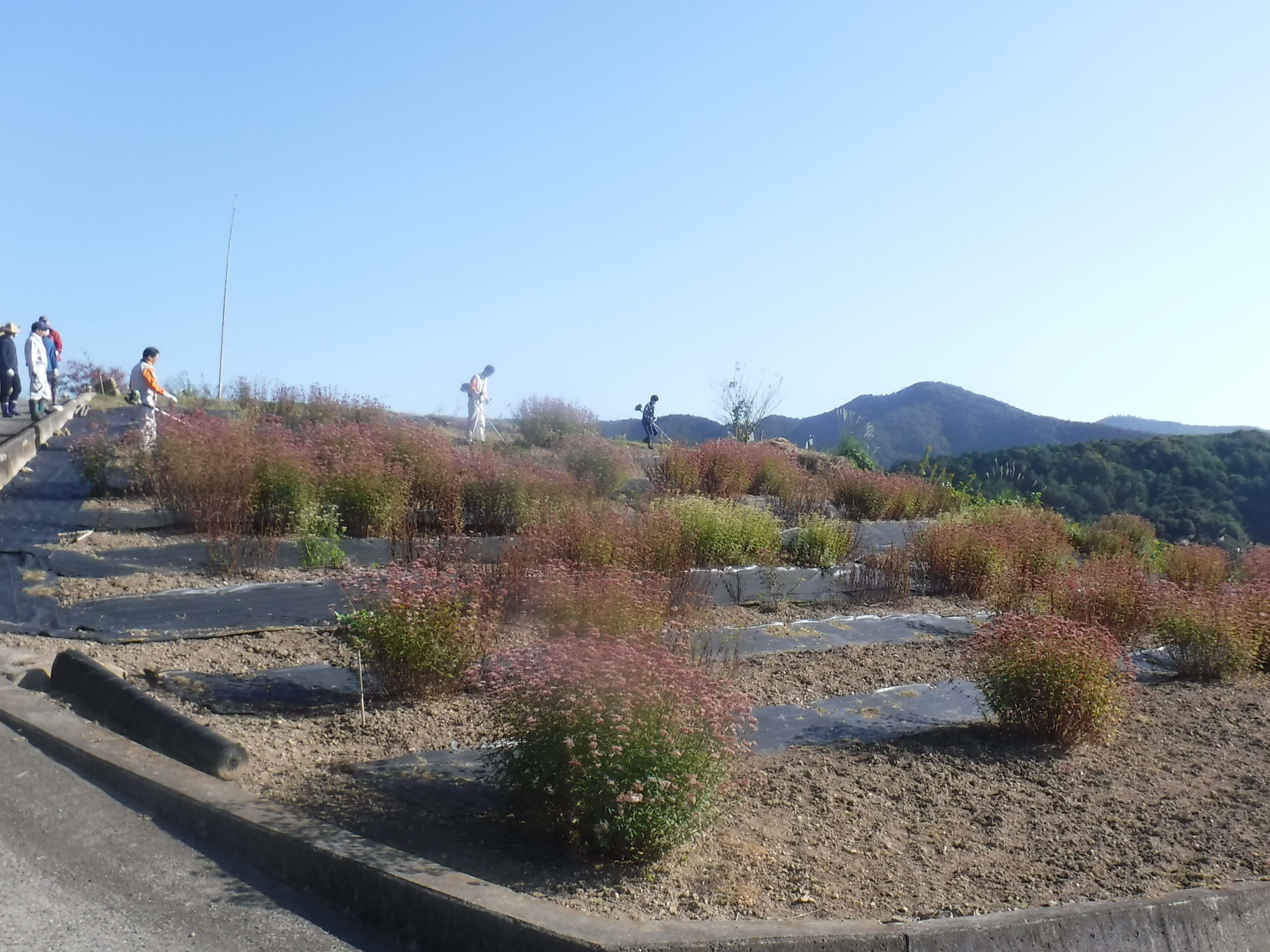 フジバカマの刈り取り