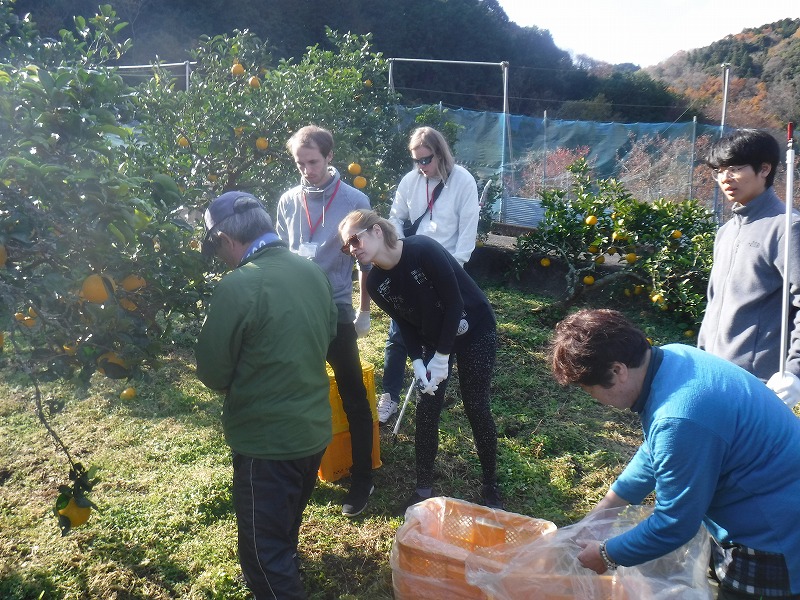 収穫作業の様子