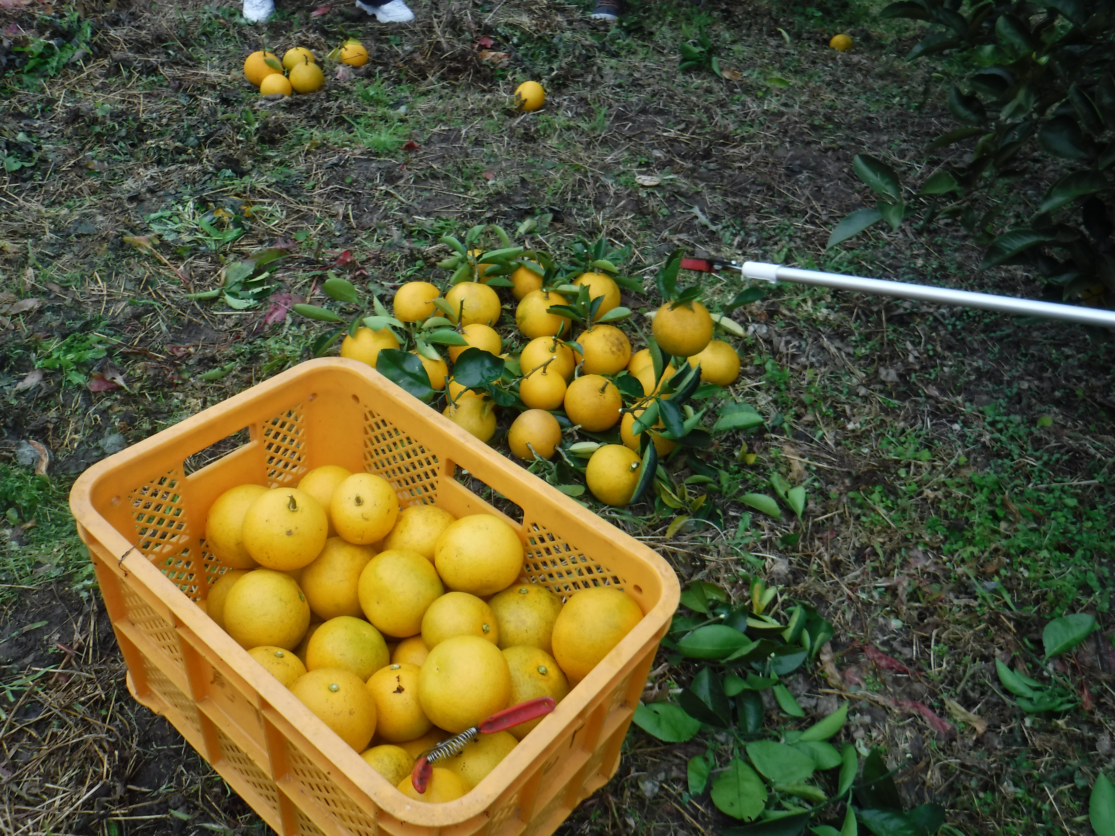 収穫された八朔
