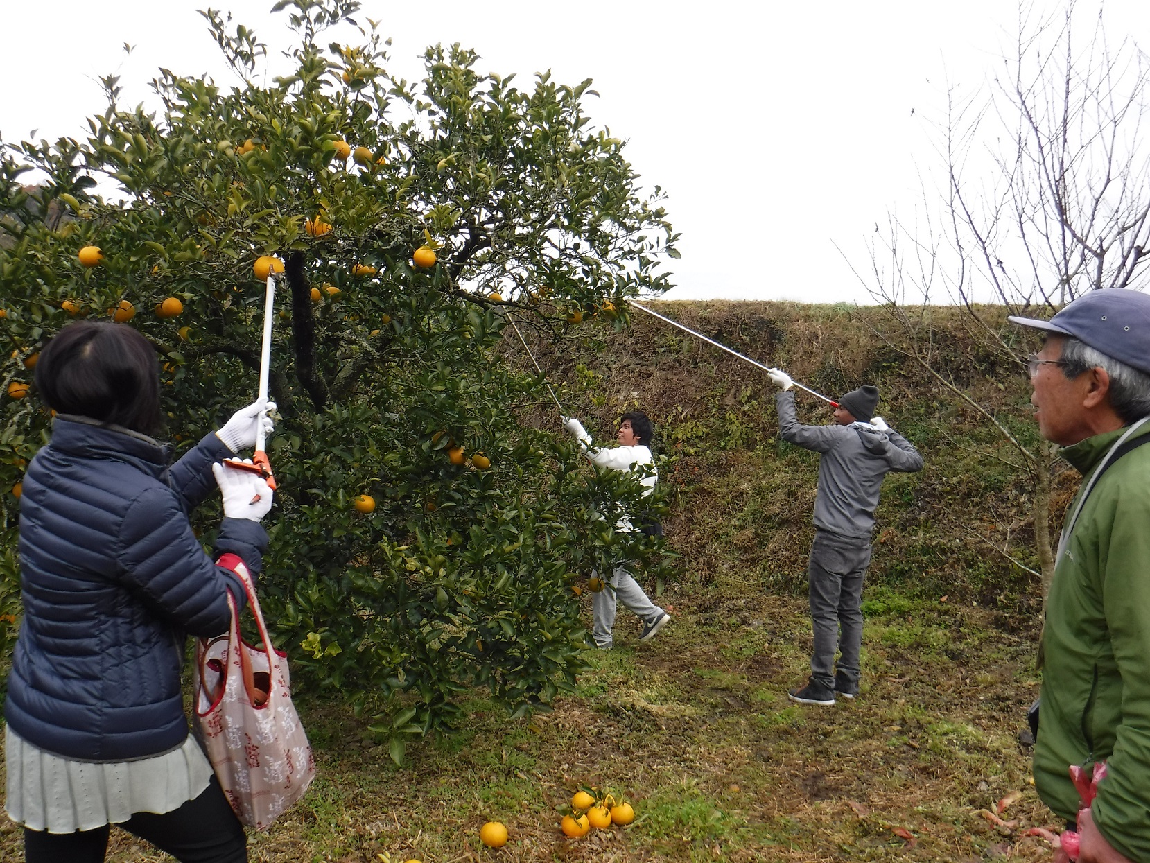 収穫作業の様子