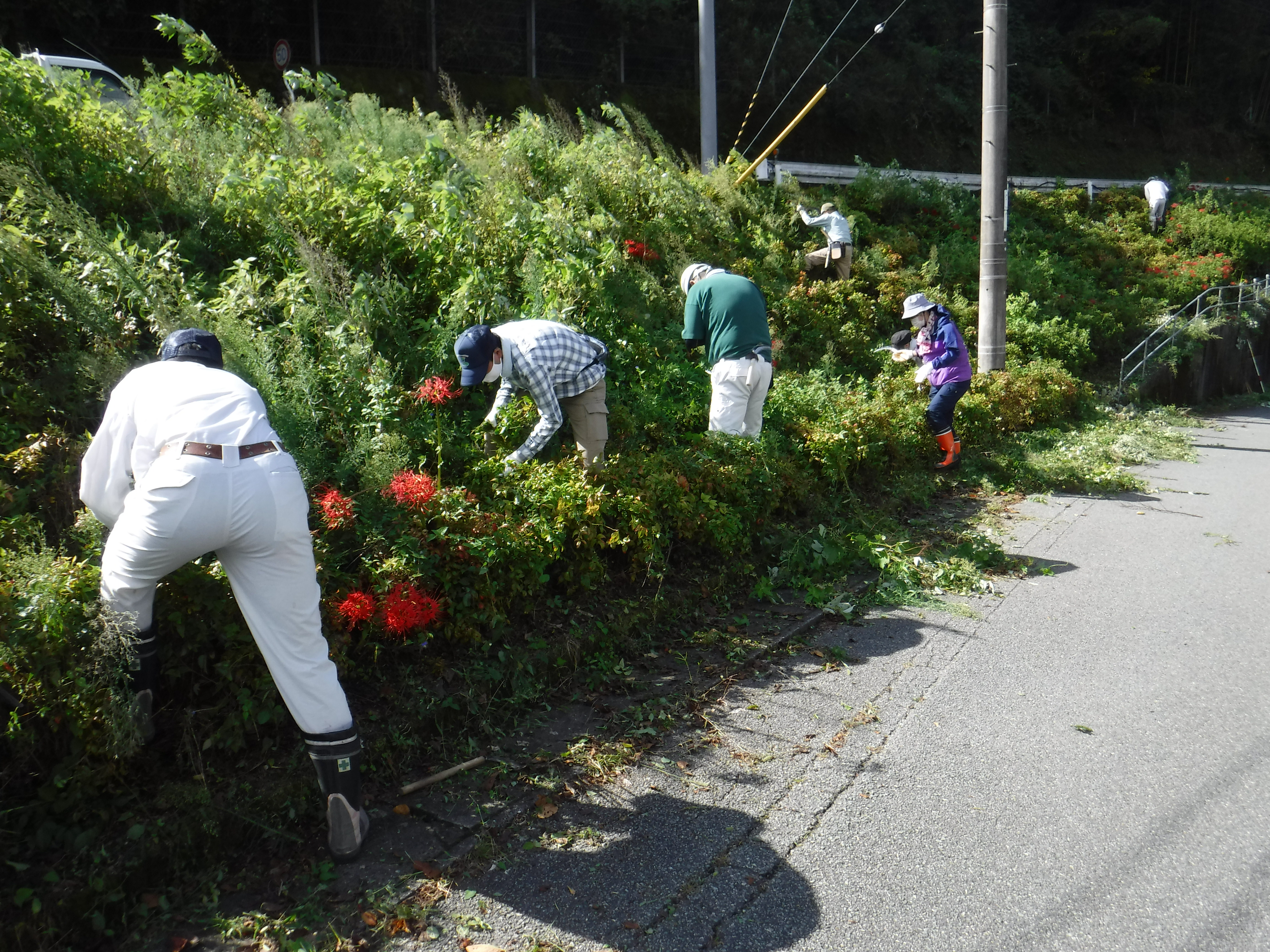 除草中の様子