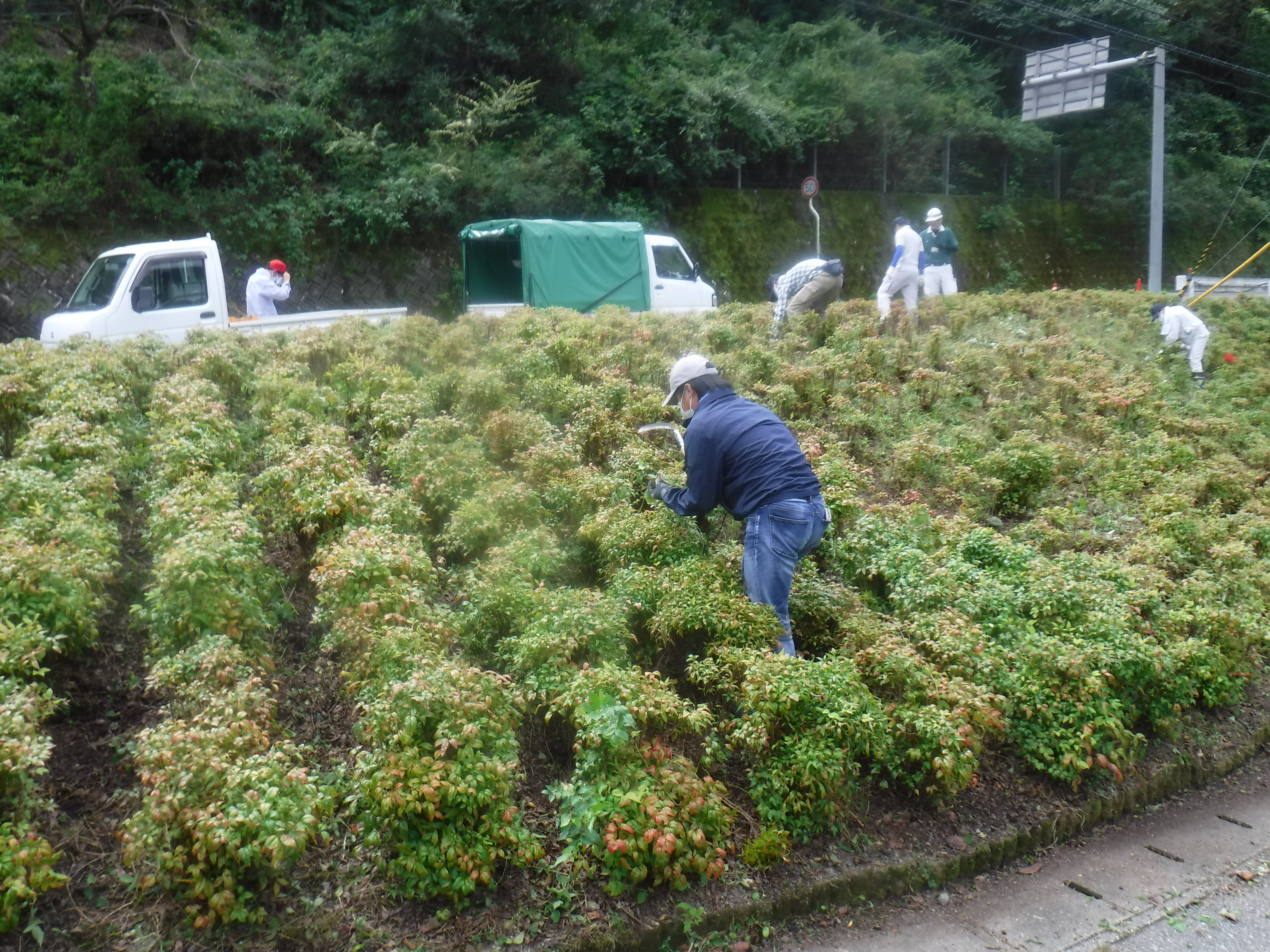 除草後の様子