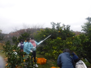 はっさくの収穫をしている写真です。