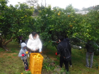 はっさくの収穫をしている写真です。