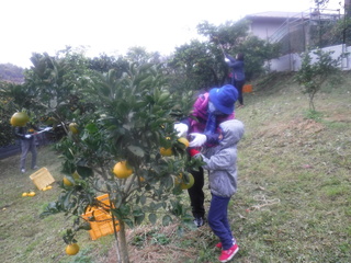 はっさくの収穫をしている写真です。